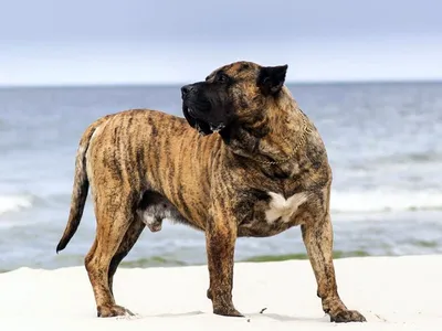 Шведский вальхунд - описание породы собак: характер, особенности поведения,  размер, отзывы и фото - Питомцы Mail.ru