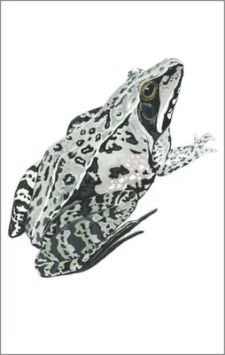 Бесхвостые земноводные лягушки. Опыт успешного содержания - купить книгу с  доставкой в интернет-магазине «Читай-город». ISBN: 978-5-98-435699-2