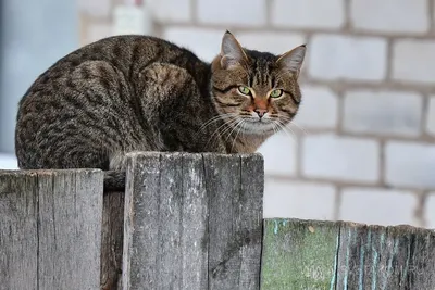 😻Дворовая или дворянка? Какой породы беспородные кошки | Нос, хвост, лапы  | Дзен