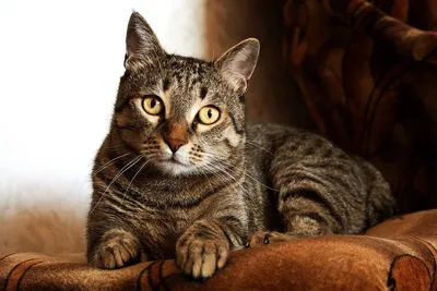 Беспородные кошки – описание и продолжительность жизни| Hill's