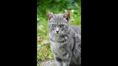 Беспородные кошки и Метисы - «Сибирский метис, красавец, добряк и просто  умница.» | отзывы