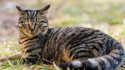 Почему беспородный кот намного лучше породистого: masterok — LiveJournal