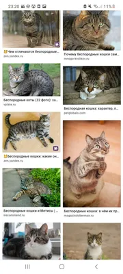Домашняя короткошёрстная кошка — Википедия