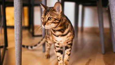Беспородная Кошка На Зеленой Клумбе — стоковые фотографии и другие картинки  Домашняя кошка - Домашняя кошка, Размышление, Внимательно смотреть - iStock