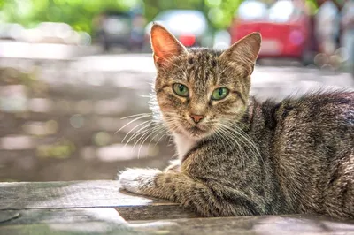 Беспородные кошки: плюсы и минусы питомца с улицы