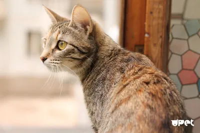 Правда ли, что беспородные кошки живут дольше породистых? - Питомцы Mail.ru