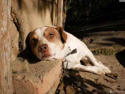 SOBAKI.PRO | Породы собак | Беспородная собака | Фото 15761