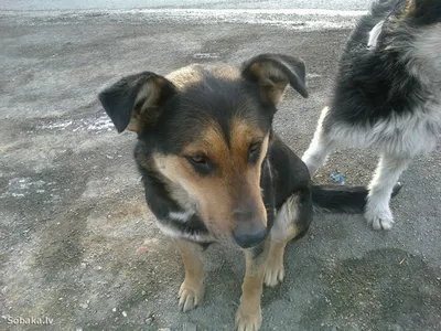 Собака, щенок- Аскал, беспородная: Бесплатно - Собаки Жолбарыса Калшораева  на Olx