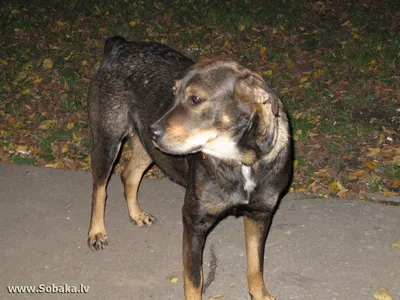 SOBAKI.PRO | Породы собак | Беспородная собака | Фото 78274