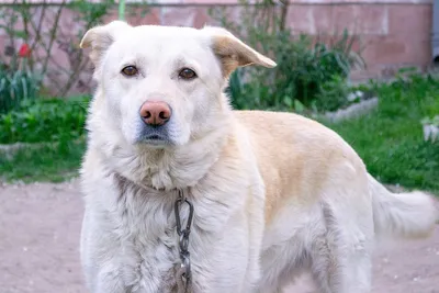 В Барнауле пройдет выставка беспородных собак «Кубок Барбоса» БАРНАУЛ ::  Официальный сайт города