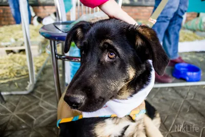 В Чите хотят провести первую выставку беспородных собак