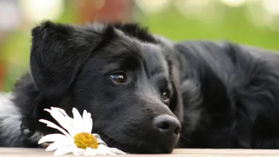 Meagle - Мин-контактный Бигль Беспородная Собака Фотография, картинки,  изображения и сток-фотография без роялти. Image 22533888