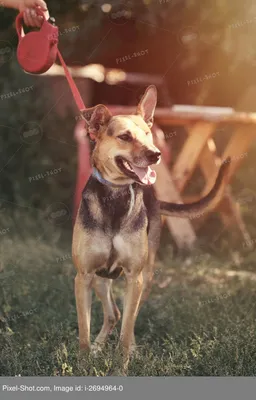 Пломбир - Щенок 2 месяца - Беспородная - Московская область Клин - собаки в  добрые руки