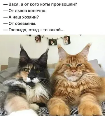 без кота и жизнь не та! | Смешные фотографии кошек, Котята, Смешные котята