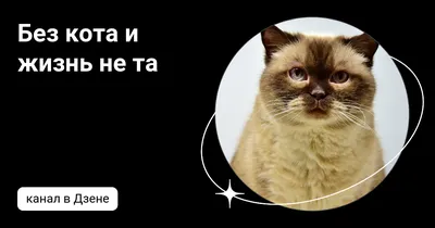 Без кота и жизнь не та! - купить раскраску Без кота и жизнь не та! в Минске  — OZ.by