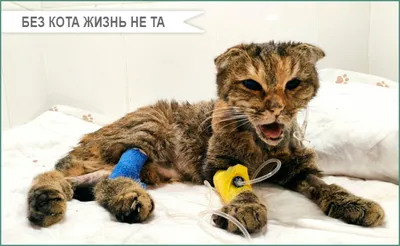 Акция «Без кота и жизнь не та» | 29.07.2022 | Сургут - БезФормата