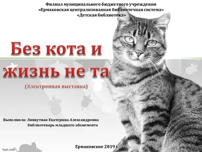 Без кота и жизнь не та опубликовал пост от 25 июня 2020 в 18:41 |  Фотострана | Пост №2179276209