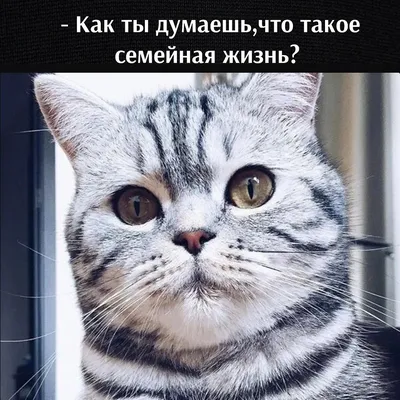 Без кота и жизнь не Та... | Кошачьи, Животные, Кот