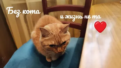 Без Кота Жизнь Не Та: последние новости на сегодня, самые свежие сведения |  vladivostok1.ru - новости Владивостока