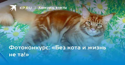 Кружка \"Без кота и жизнь не та\", 330 мл, 1 шт - купить по доступным ценам в  интернет-магазине OZON (634733741)