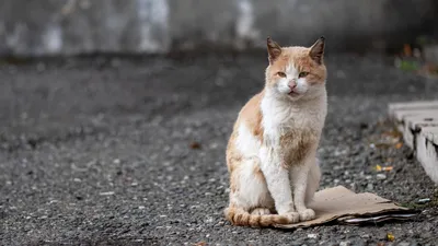 Бездомные коты фото 