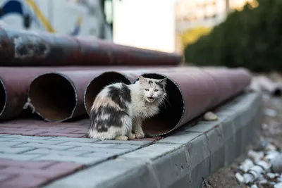 Как живут бездомные кошки: 10 фактов о бесхозных хвостатых | Приключения  натуралиста | Дзен