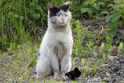 Как живут бездомные кошки: 10 фактов о бесхозных хвостатых | Приключения  натуралиста | Дзен