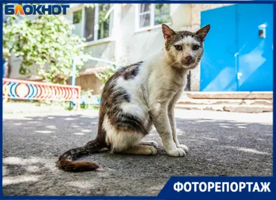 Они не знают, что существует человеческая ласка»: как живут бездомные коты  Волгодонска