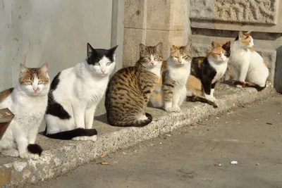 Даже в богатых странах есть бездомные животные. Кошки на улицах ОАЭ.
