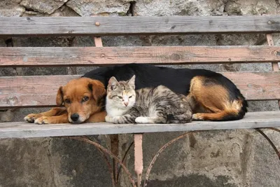 Бездомные коты отдыхают под ярким солнцем в городе Kemer в Турции Стоковое  Изображение - изображение насчитывающей киска, любимчики: 151940253
