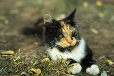 Бездомные кошки Токио: из Японии с любовью