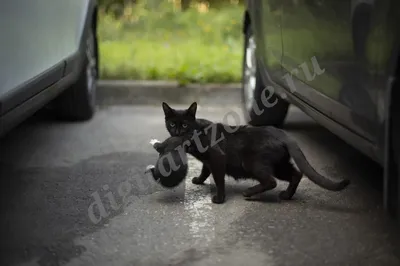 Бездомные котики Артём :: Сергей Бойко – Социальная сеть ФотоКто
