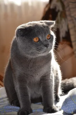 Бирманский кот стоковое изображение. изображение насчитывающей кот -  12933181