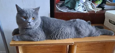 Отзывы о мягкая игрушка подушка SCWER TOYS серый британский кот батон 110  см. - отзывы покупателей на Мегамаркет | мягкие игрушки Кот_110см_британец  - 600011442715