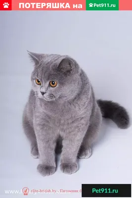 Серый британский кот в виде …» — создано в Шедевруме