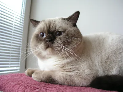Поздравительная открытка Милый британский кот — купить по цене 155 руб в  интернет-магазине #3131743