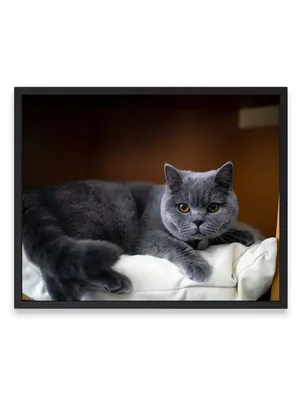 Найден британский кот в Чертаново Северном! | Pet911.ru