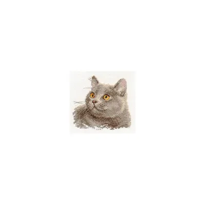 Картина стразами \"Британский кот\" АЖ-1463 по цене 1124 ₽/шт. купить в  Москве в интернет-магазине Леруа Мерлен