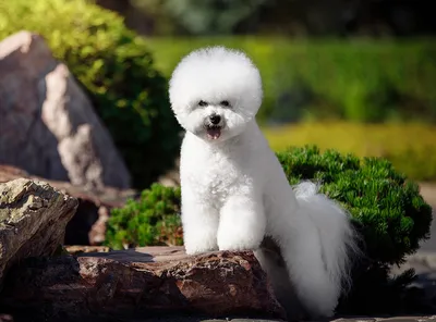 15 фактов о бишон-фризе, которые влюбят вас в эту собаку - Питомцы Mail.ru