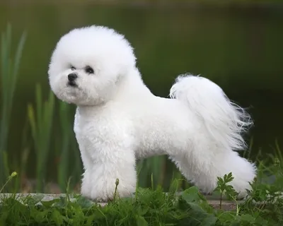 Бишон фризе (французская болонка) собака: фото, характер, описание породы