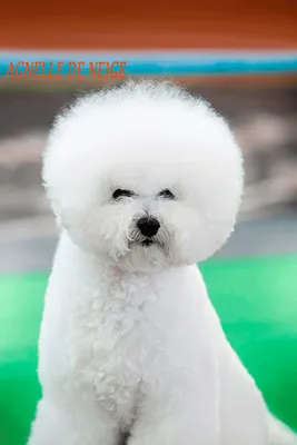Бишон фризе – это маленькие декоративные собаки с кудрявой белоснежной  шерсткой. Порода бишон отлично подойдет для квартиры.