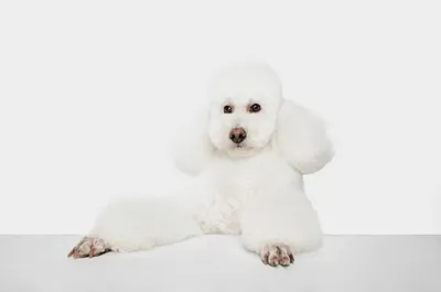 Гибрид: веселая собака бишон фризе+…» — создано в Шедевруме