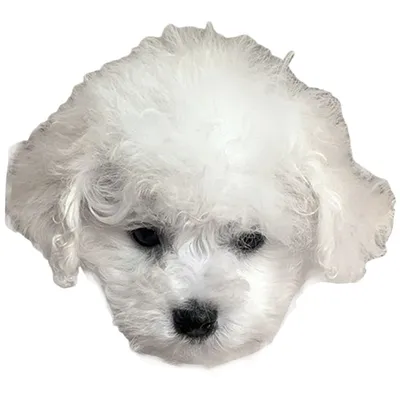 Созданный Ии Бишон Собака Домашний - Бесплатное изображение на Pixabay -  Pixabay