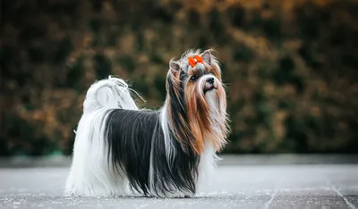 Бивер йоркширский терьер - все о породе собаки: фото, характер, правила  ухода и содержания - Petstory
