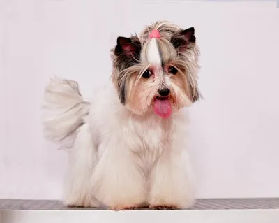 Бивер - описание породы собак: характер, особенности поведения, размер,  отзывы и фото - Питомцы Mail.ru