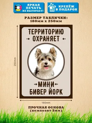 Бивер-йорк: фото, описание и стандарт породы, размеры | PEDIGREE®