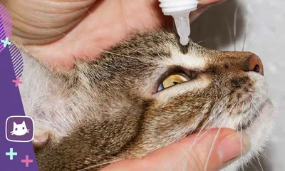 Блефарит у кошек: лечение и фото симптомов | ВКонтакте