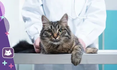 Блефарит у кошек и котов — лечение в Москве, цена на услуги ветеринара в  клинике \"Амикус ВЕТ\"
