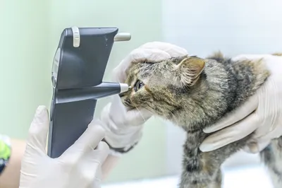 Подробный список болезней кошек с лечением - Ветеринарная клиника в  Зеленограде \"POLIVET\"