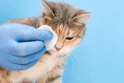Как распознать инфекцию глаз у кота и что делать